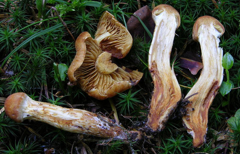 Cortinarius da determinare n�0004.